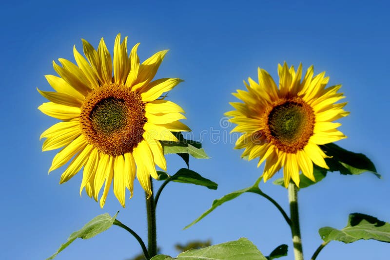 Beautiful Sunflowers