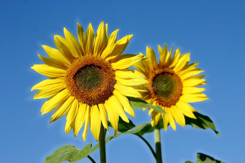 Beautiful sunflowers stock image. Image of floral, flower 4317047
