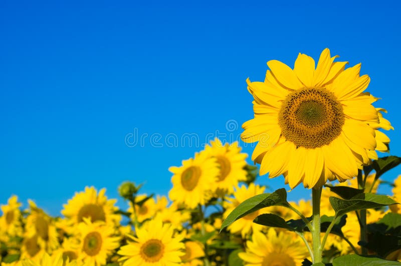 Beautiful sunflowers with blue sky. Sunflowers stock images, royalty-free photos and pictures