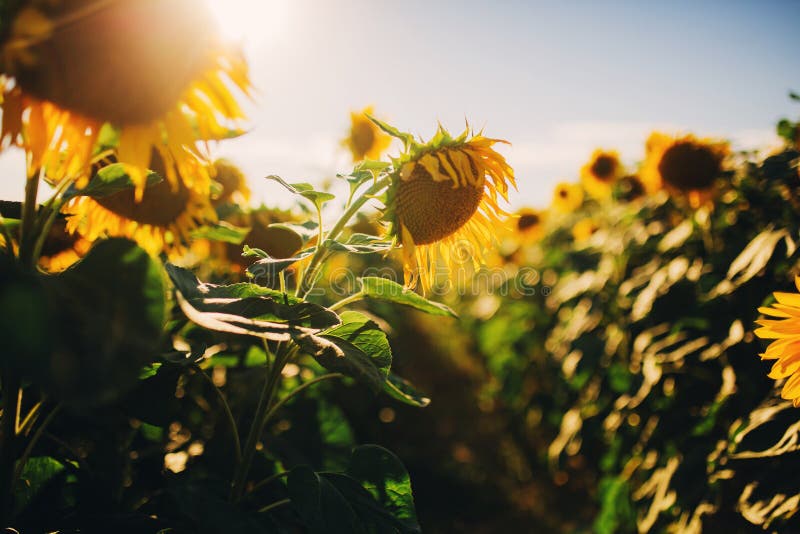 Beautiful sunflowers in the field natural background, Sunflower blooming stock images Beautiful sunflowers in the field natural background, Sunflower blooming stock images