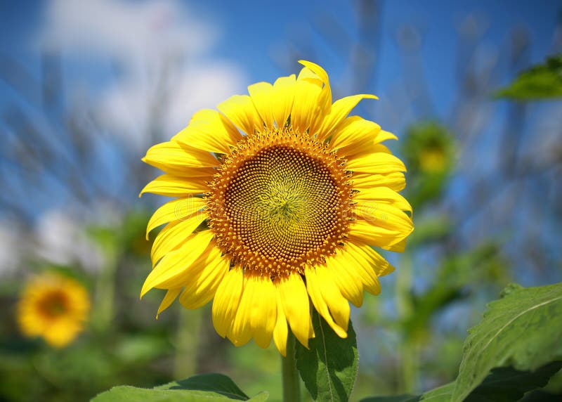 Beautiful sunflowers stock images Beautiful sunflowers stock images