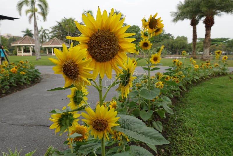 The Sunflowers in Public Park during Social Distancing in Codid19