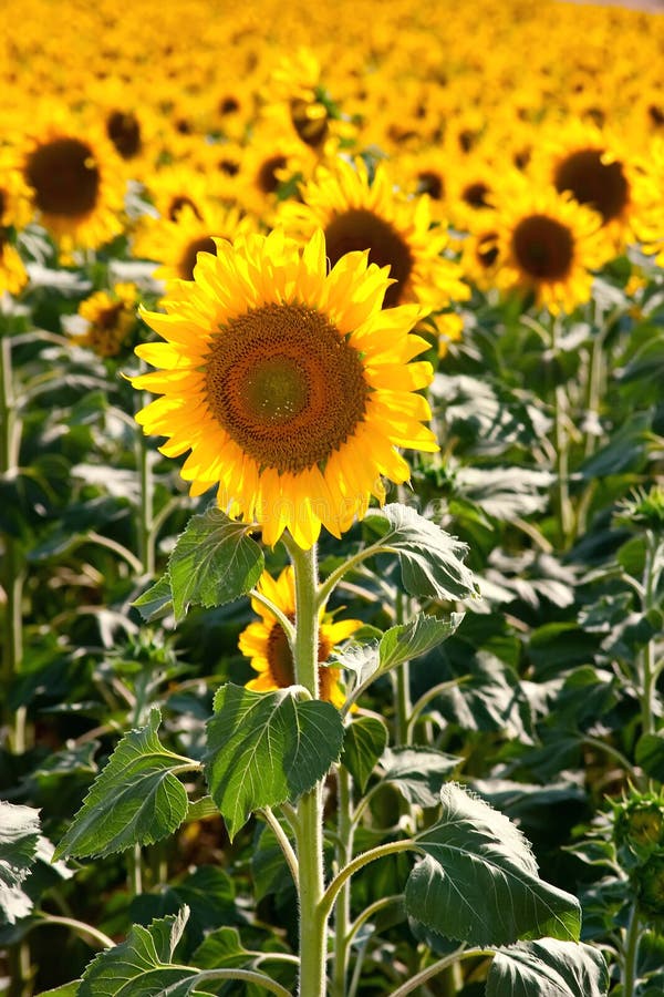 Beautiful sunflowers during summer season