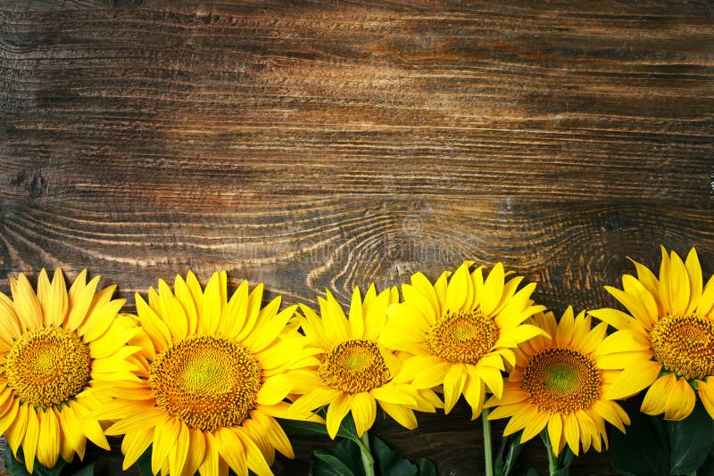 Không gian sống của bạn sẽ trở nên ấm áp và đầy sức sống hơn với hình ảnh hoa hướng dương trên nền vải gỗ. Cùng xem hình ảnh này để thưởng thức vẻ đẹp của thiên nhiên và cảm nhận sức sống của hoa hướng dương.