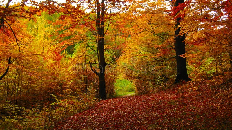 Beautiful sunny day in the autumn golden forest stock photos Beautiful sunny day in the autumn golden forest stock photos