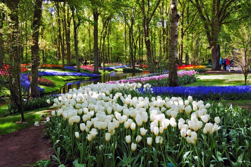 Beautiful sunny morning at the Keukenhof Gardens