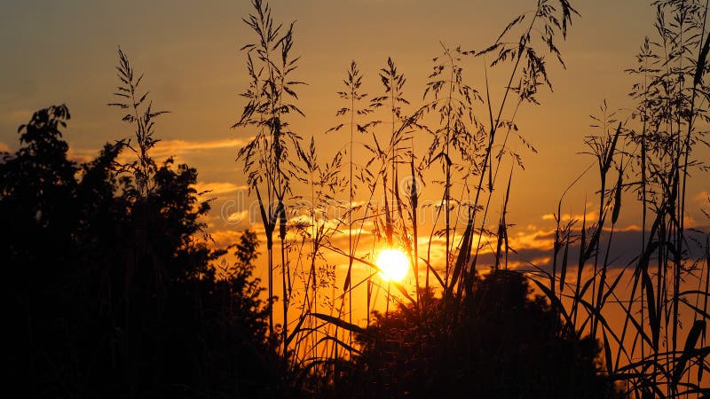 Beautiful sunrise that looks out from behind the vegetation, lake of ivars and vilasana, spain stock photo Beautiful sunrise that looks out from behind the vegetation, lake of ivars and vilasana, spain stock photo