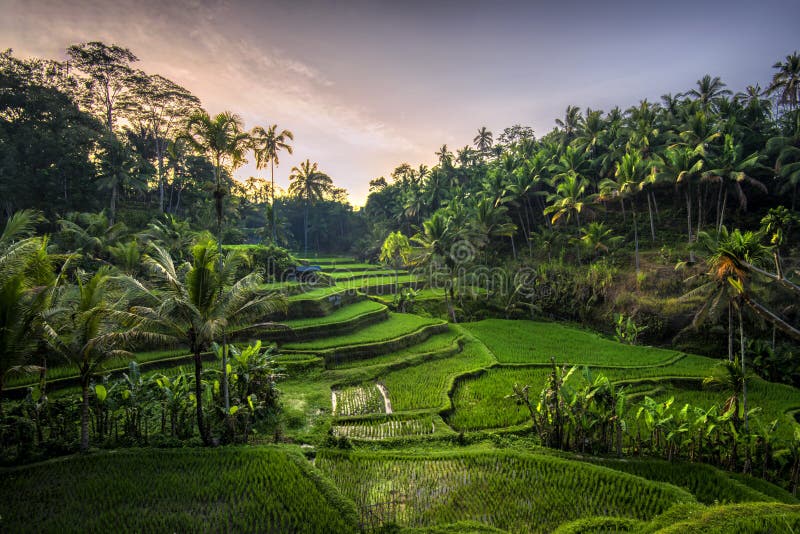 Sunrise at Tegalalang Rice Terrace, Ubud Bali indonesia