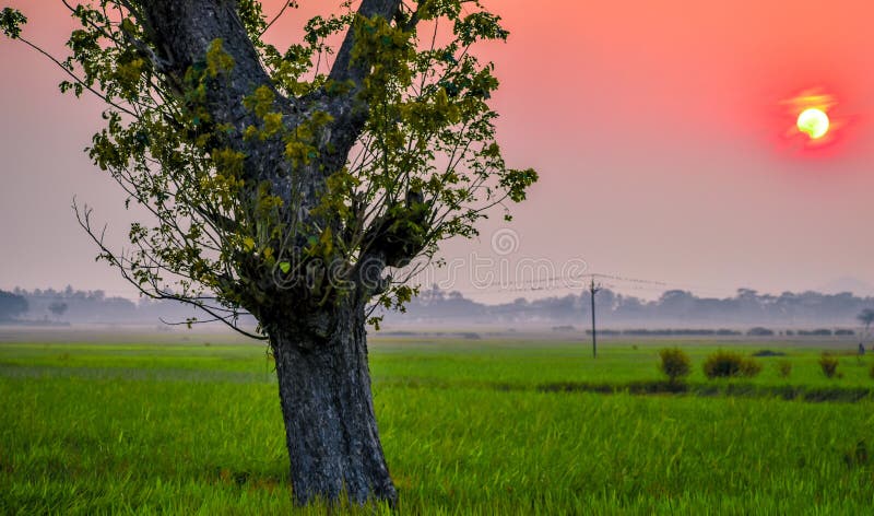 A beautiful sunset along with tress and grass field.