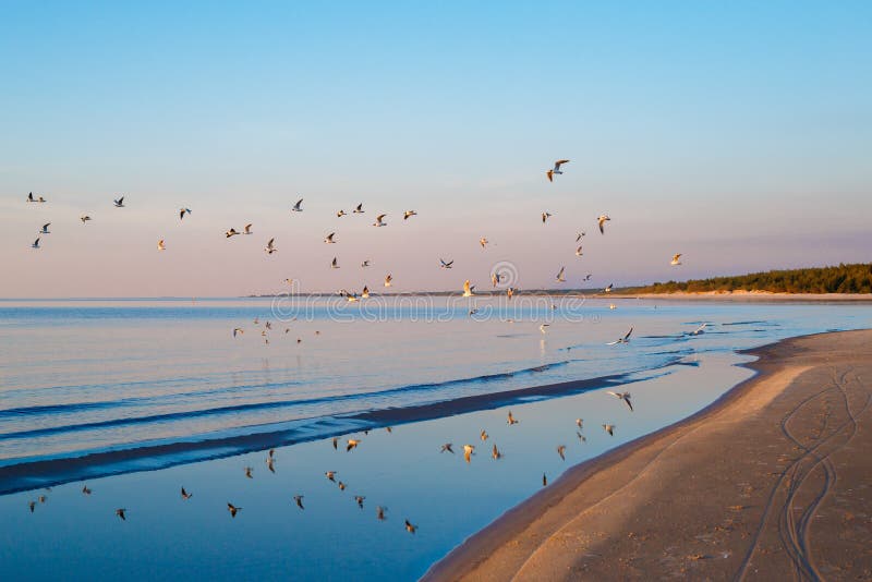 Beautiful sunset with flock of seagulls flying over the sea, Jurmala, Latvia