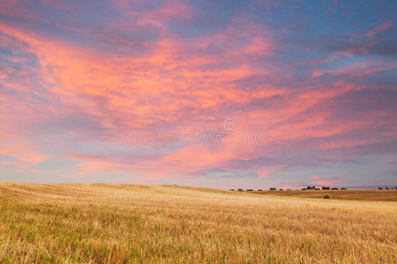 Beautiful sunset over golden field