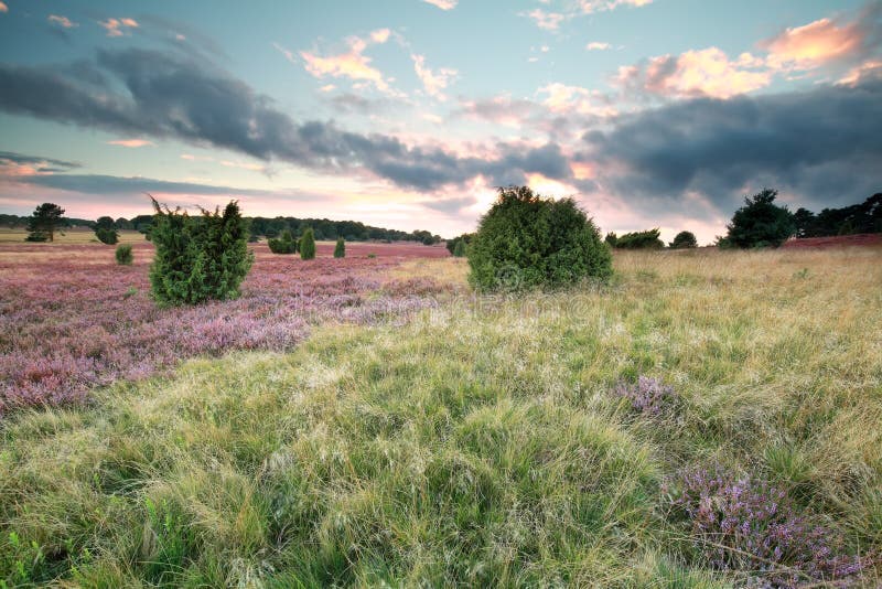 Beautiful sunset over meadow with pink flowers