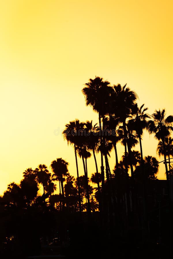 Beautiful Sunset With Palms Silhouettes At Beach Stock Photo Image Of