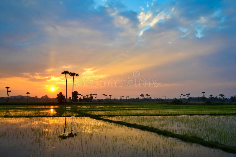 Beautiful Sunset On Rice Field Countryside Stock Image Image Of Green