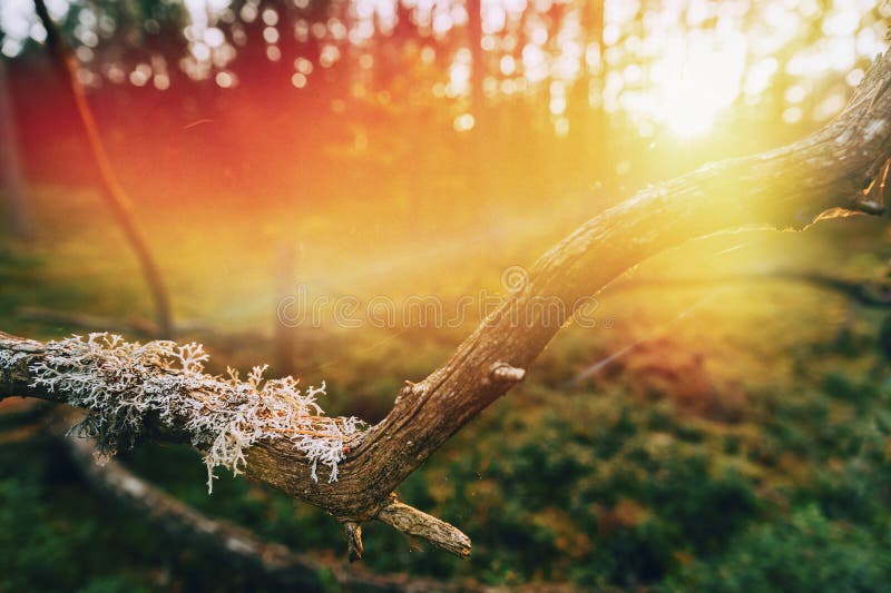 Beautiful Sunset Sun Sunshine In Sunny Autumn Coniferous Forest