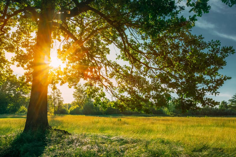 Beautiful Sunset Sunrise Sun Sunshine In Sunny Summer Coniferous Forest