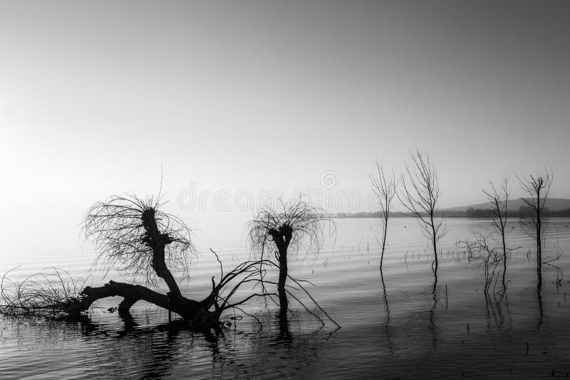 Beautiful sunset at Trasimeno lake Umbria, with perfectly still water and skeletal trees