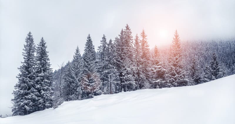 Beautiful sunset at winter mountains landscape. Vivid white spruces on a snowy day. Alpine ski resort. Winter greeting card. Happy New Year stock photo Beautiful sunset at winter mountains landscape. Vivid white spruces on a snowy day. Alpine ski resort. Winter greeting card. Happy New Year stock photo