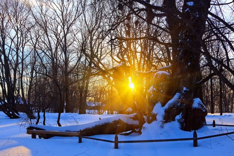 Beautiful Sunset in a Winter Park Stock Photo Image of park, russian
