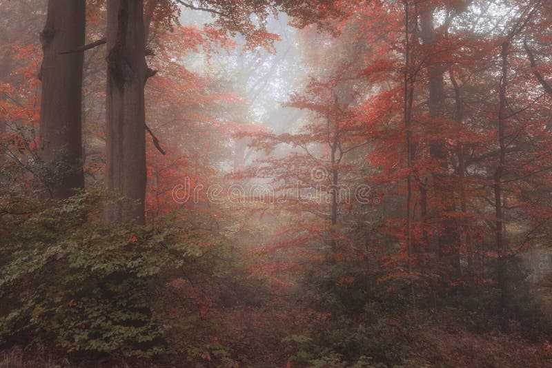 Beautiful surreal alternate color fantasy Autumn Fall forest lan royalty free stock images Beautiful surreal alternate color fantasy Autumn Fall forest lan royalty free stock images