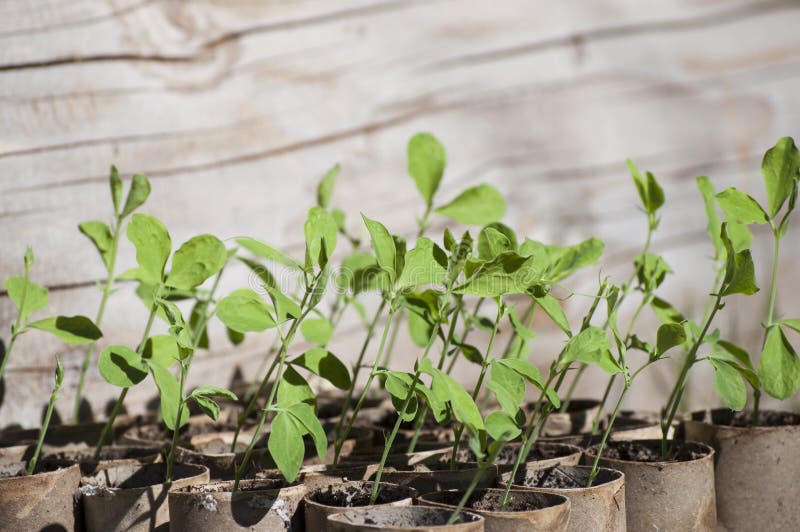 leggy sweet pea seedlings leggy sweet pea seedlings