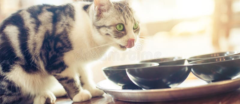 Catcafe Stock Photos - Free & Royalty-Free Stock Photos from Dreamstime