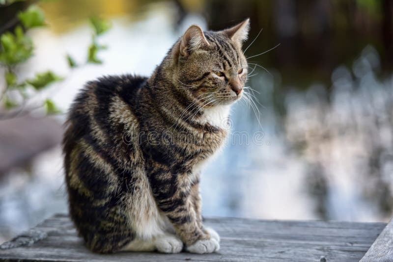 Beautiful Tabby Cat Outdoor Stock Image Image of domestic, cute 55256907
