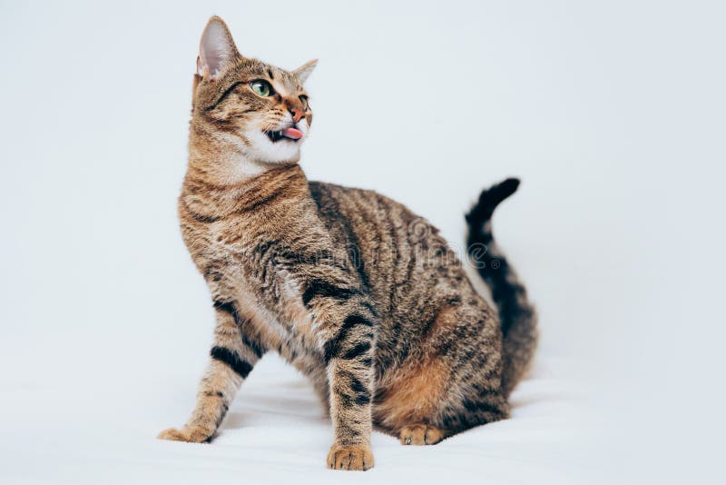 Beautiful tabby cat posing for the camera