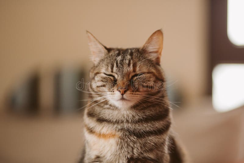 Beautiful Tabby Cat Sitting With Closed Eyes. Sleepy Cat Portrait