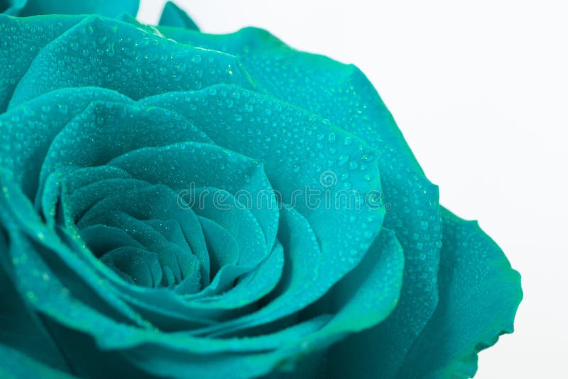 3,031 Flower Teal Photos - Free ...