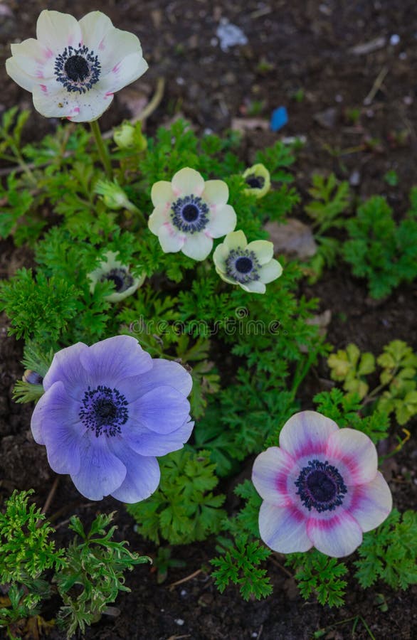 Beautiful Tender Blue Flowers Anemone in Early Spring in a Flower Bed