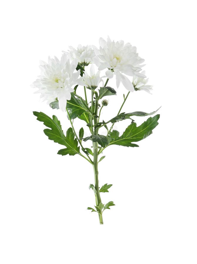 Beautiful tender chrysanthemum flowers isolated stock photo Beautiful tender chrysanthemum flowers isolated stock photo