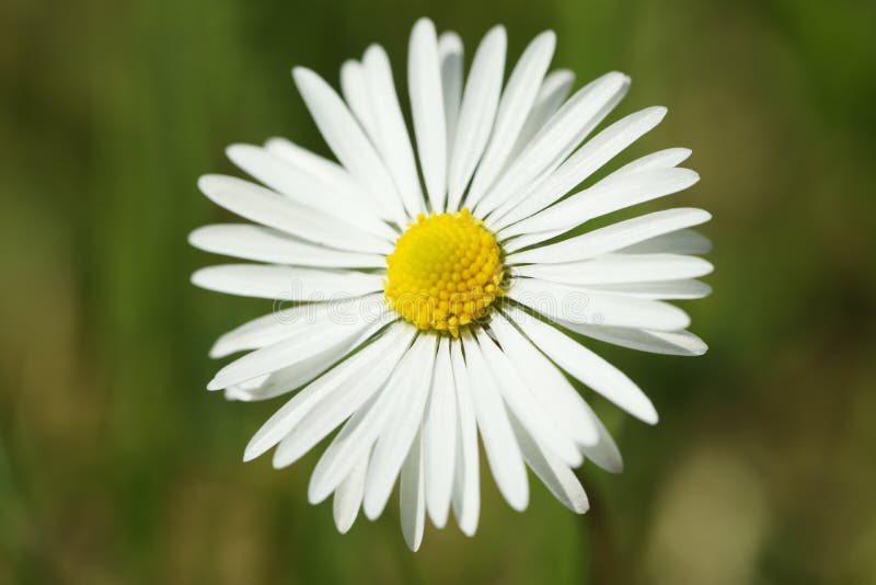 Beautiful Tender Daisy Flower Growing Outdoors, Closeup Stock Image
