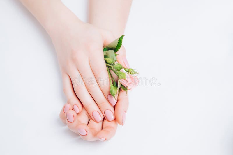 Beautiful tender female hands with pink flowers on a white background, classic manicure. Concept skin cream, winter care, depilation.