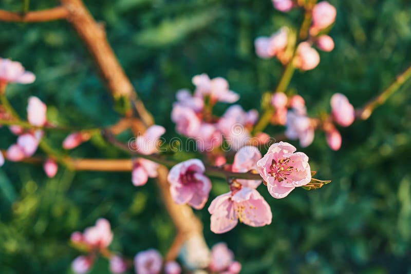 Beautiful Tender Pink Apricot Flowers on a Spring Tree at Sunset Stock ...