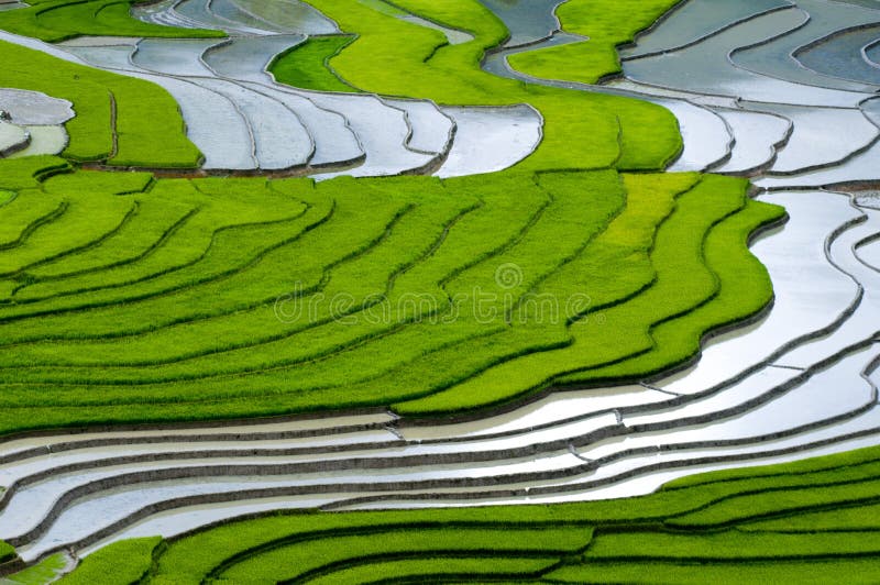 Beautiful terraced rice field in Mu Cang Chai, Vietnam