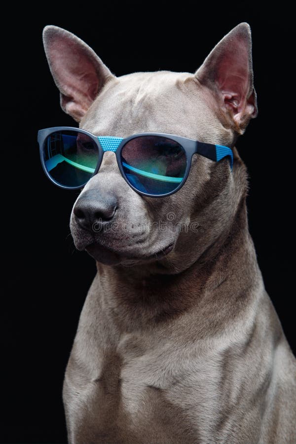 Beautiful thai ridgeback dog in sun glasses. Studio portrait of beautiful thai ridgeback dog in blue sunglasses. copy space stock images Beautiful thai ridgeback dog in sun glasses. Studio portrait of beautiful thai ridgeback dog in blue sunglasses. copy space stock images