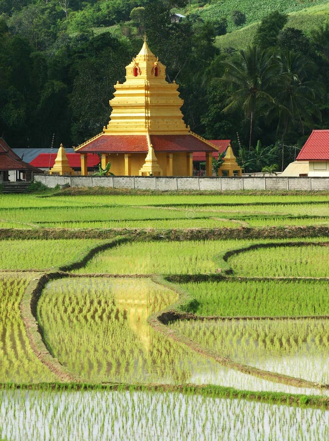 Beautiful thai temple and rice field.