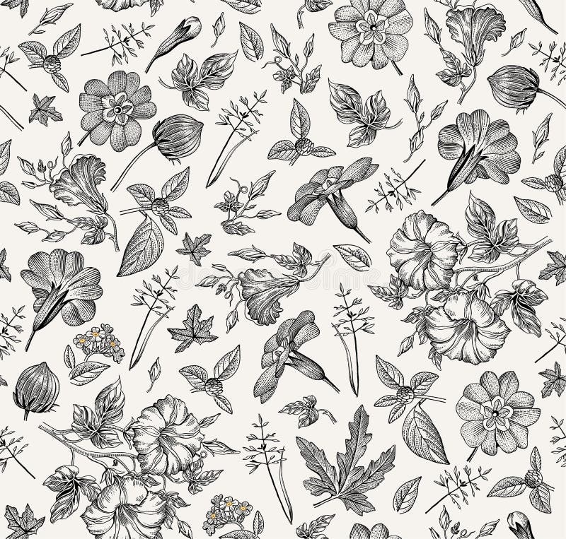 Seamless pattern. Realistic isolated flowers. Vintage background Petunia primavera hibisc Drawing engraving Vector vector illustration Seamless pattern. Realistic isolated flowers. Vintage background Petunia primavera hibisc Drawing engraving Vector vector illustration