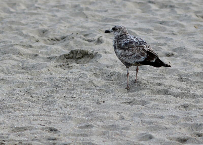 Beautiful Thayer&x27;s Seagull on the sand