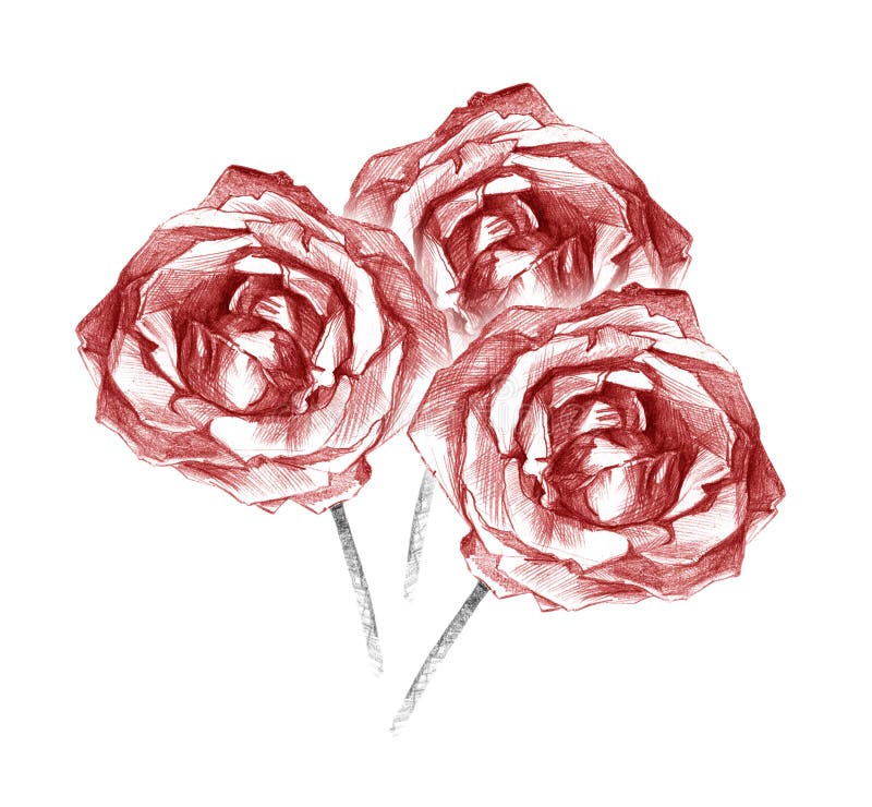 Beautiful three red roses bouquet charcoal artistic drawing royalty free illustration