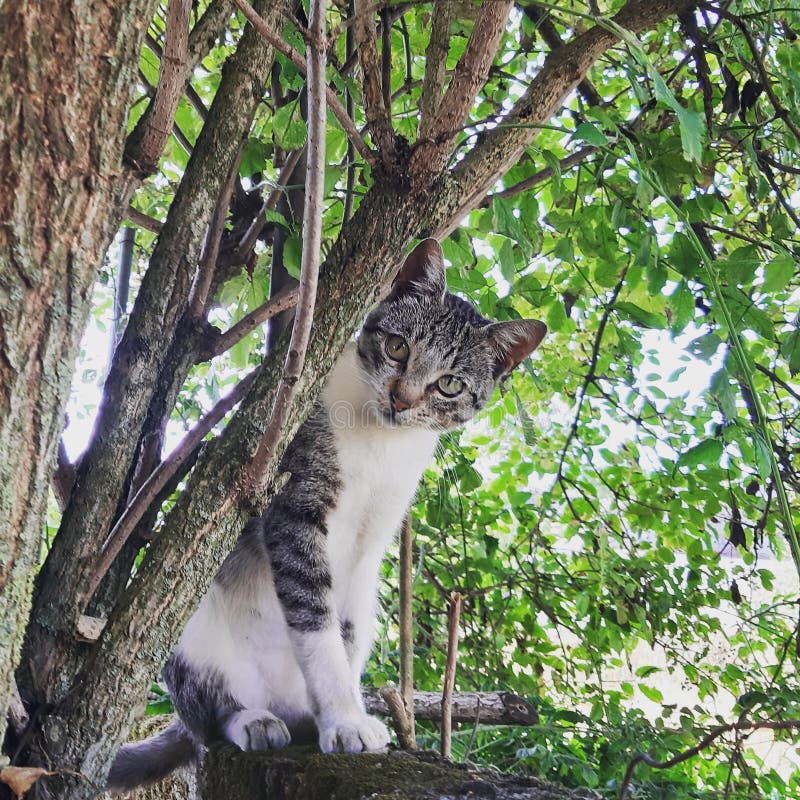 Beautiful Tiger Cat Sitting on a Wall. Nature, Tree, Forest Stock Photo ...