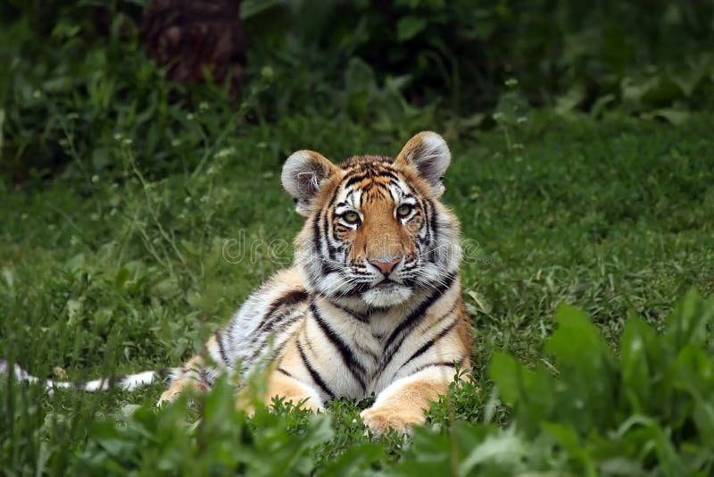 Beautiful Tiger Cub