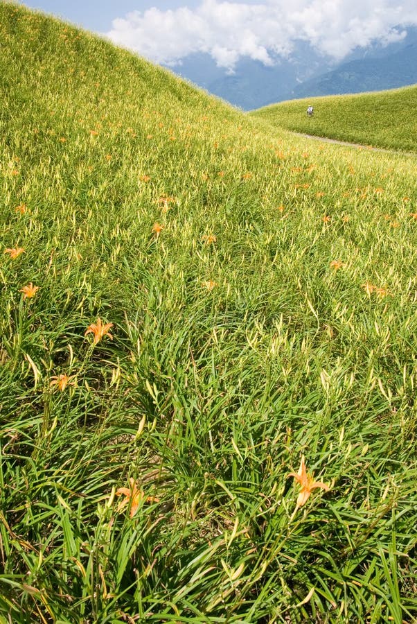 Beautiful tiger lily farm stock image. Image of country 10879555