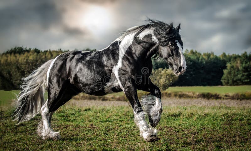 Beautiful tinker horse with long mane walking free in the meadow