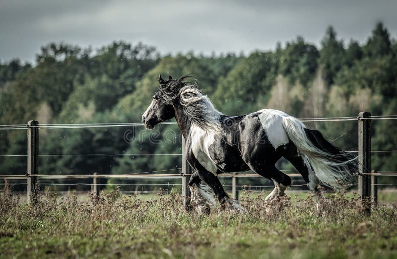 Beautiful tinker horse with long mane walking free in the meadow