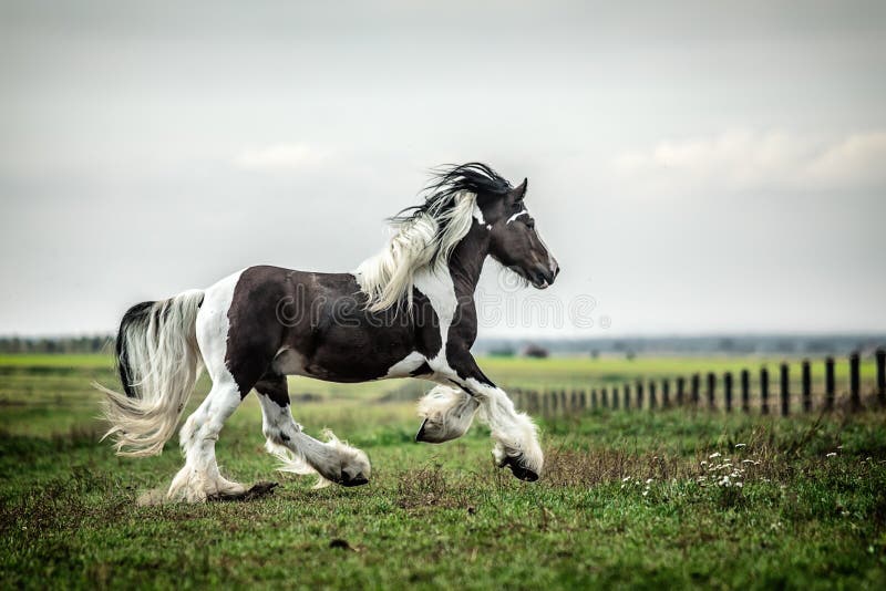 Beautiful tinker horse with long mane walking free in the meadow