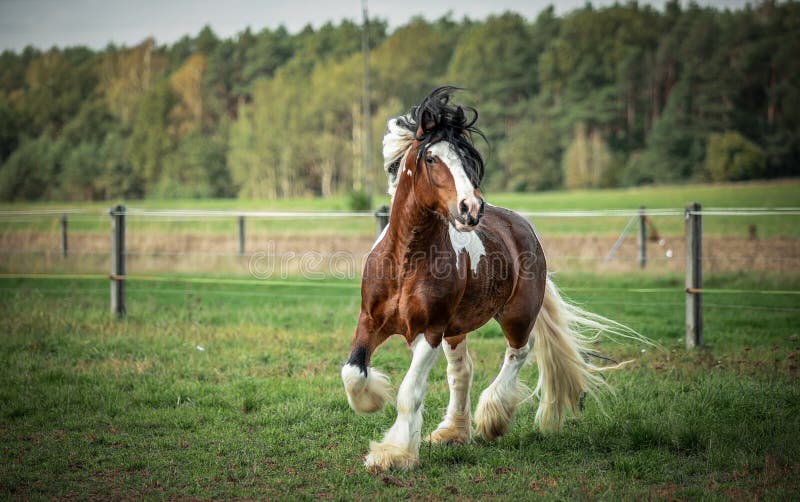 Beautiful tinker horse with long mane walking free in the meadow