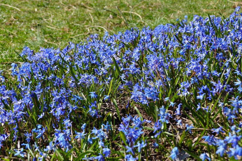 Tiny Blue Early Snow Glories Blooming in the Early Spring Stock Photo