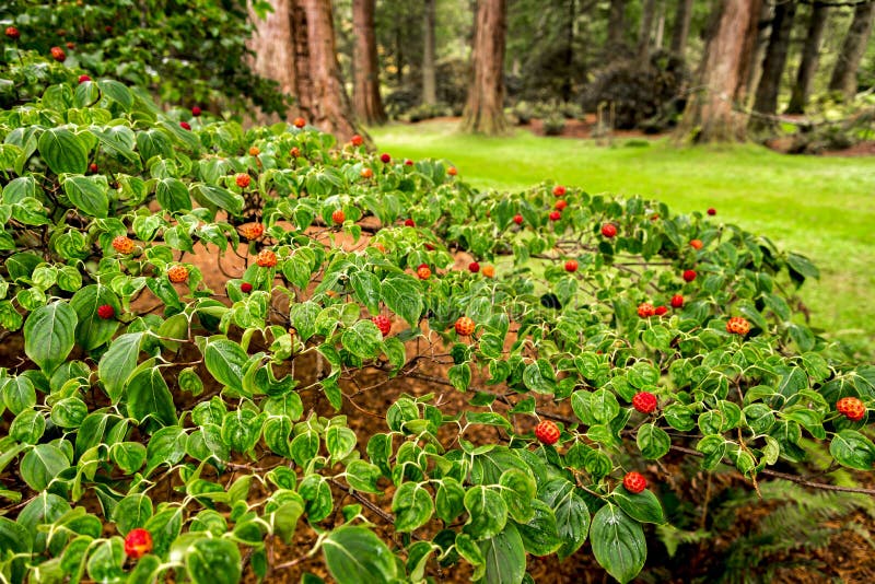 Beautiful tiny red flowers of Cornus kousa chinensis on Redwood Avenue alley in Benmore Botanic Garden, Scotland